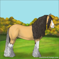 Horse Color:Buckskin Splash 