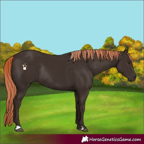 Horse Color:Liver Chestnut Rabicano 