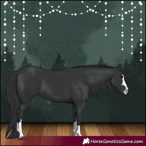 Horse Color:Black 