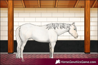 Horse Color:Palomino Roan Pearl  and Palomino Roan Pearl 