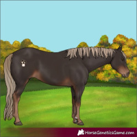 Horse Color:Liver Chestnut Rabicano 
