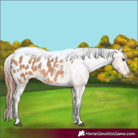 Horse Color:Bay Dun Appaloosa 