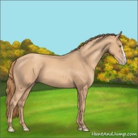 Horse Color:Gold Champagne Splash