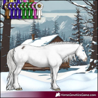 Horse Color:White Spotted Silver Bay Mushroom Splash Appaloosa 