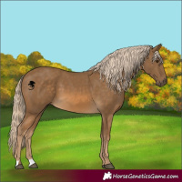 Horse Color:Chocolate Palomino