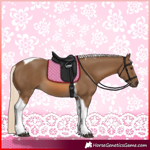 Horse Color:Chocolate Palomino Tobiano 