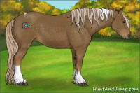 Horse Color:Chocolate Palomino Tobiano