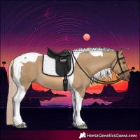 Horse Color:Chocolate Palomino Dun Tobiano 