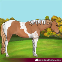 Horse Color:Chestnut Tobiano