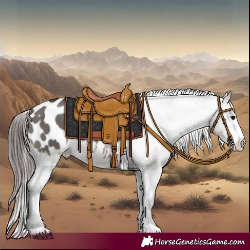 Horse Color:Grullo Sabino Appaloosa 