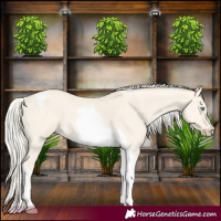 Horse Color:Cremello Dun Tobiano
