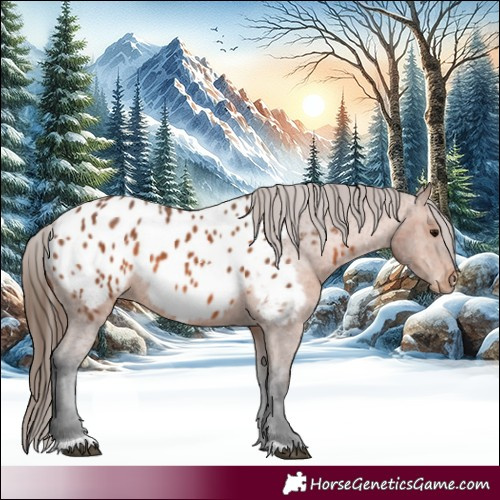 Horse Color:Bay Appaloosa