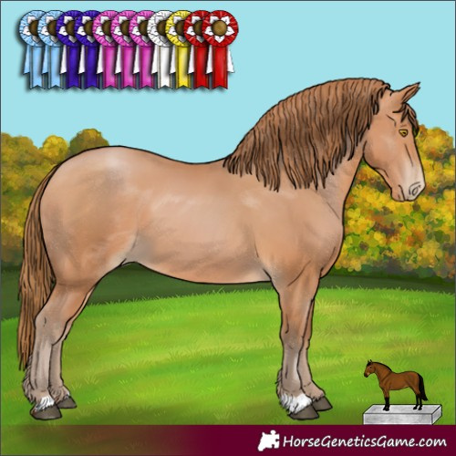 Horse Color:Bay Pearl 