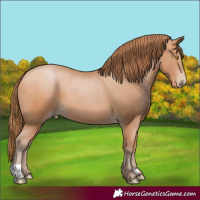 Horse Color:Bay Pearl