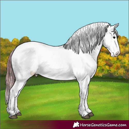 Horse Color:Grullo Roan Pearl Near Leopard Rabicano