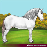 Horse Color:Grullo Roan Pearl Near Leopard Rabicano 