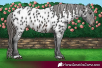 Horse Color:Gray Brown Appaloosa