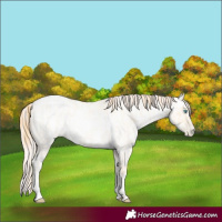 Horse Color:Buckskin Roan Pearl  and Amber Cream Champagne Roan Pearl 