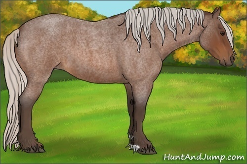 Horse Color:Silver Bay Roan