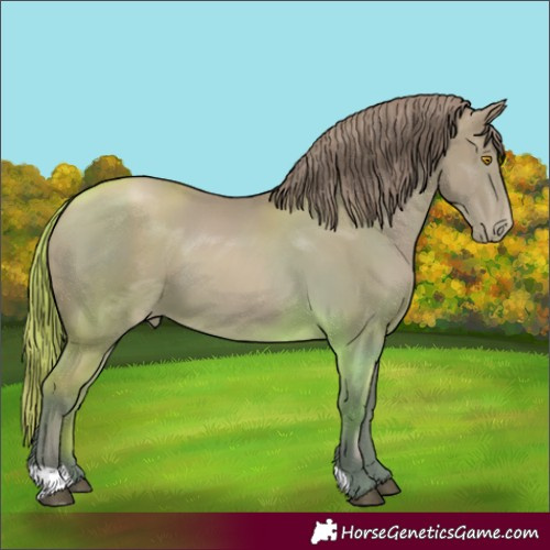 Horse Color:Bay Pearl 