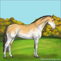 Horse Color:White Spotted Buckskin Tobiano 