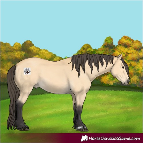 Horse Color:Buckskin 