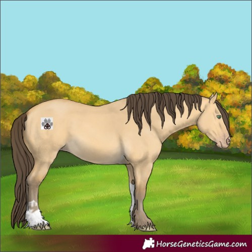 Horse Color:Amber Cream Champagne Dun Tobiano 