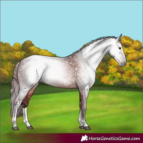 Horse Color:Gray White Spotted Chocolate Bay