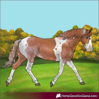 Horse Color:Chestnut Splash Tobiano Rabicano 