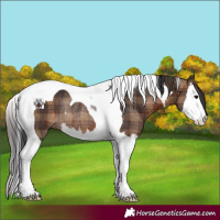 Horse Color:Plaid  Brown Splash Tobiano Rabicano 