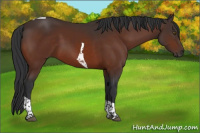 Horse Color:Brown Tobiano 