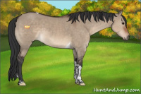 Horse Color:Brown Dun Tobiano 