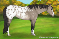 Horse Color:Brown Dun Sabino Appaloosa 