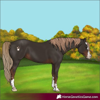 Horse Color:Liver Chestnut 