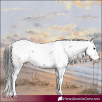 Horse Color:Black Sabino 