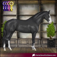 Horse Color:Black Sabino 