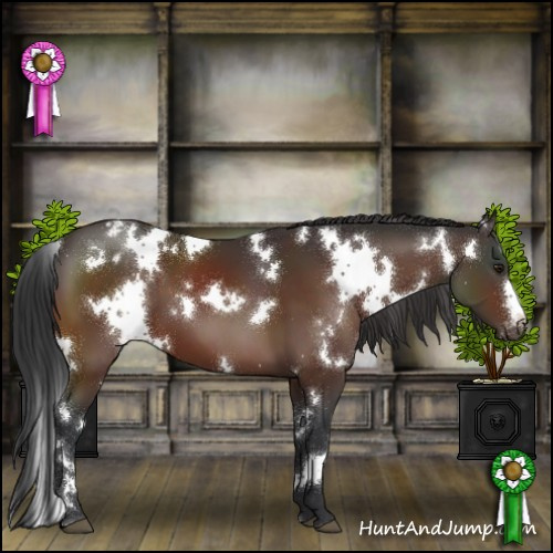 Horse Color:White Spotted Brown Appaloosa 