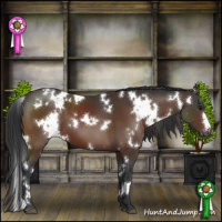 Horse Color:White Spotted Brown Appaloosa 