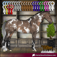 Horse Color:White Spotted Brown Dun 