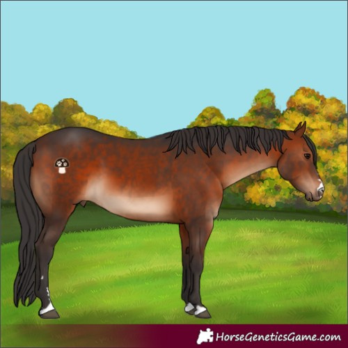 Horse Color:Brown 
