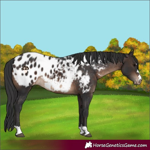 Horse Color:Brown Appaloosa 