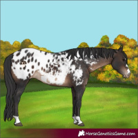 Horse Color:Brown Appaloosa 