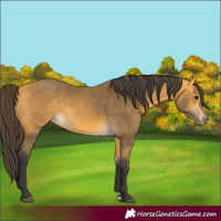 Horse Color:Buckskin 