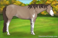 Horse Color:Classic Champagne Sabino 