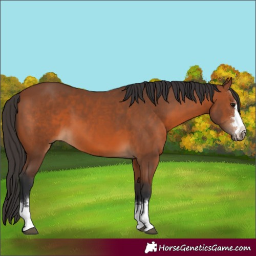 Horse Color:Bay 