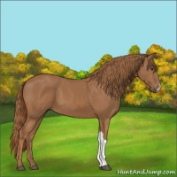 Horse Color:Chestnut 
