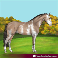 Horse Color:Amber Champagne Sabino 