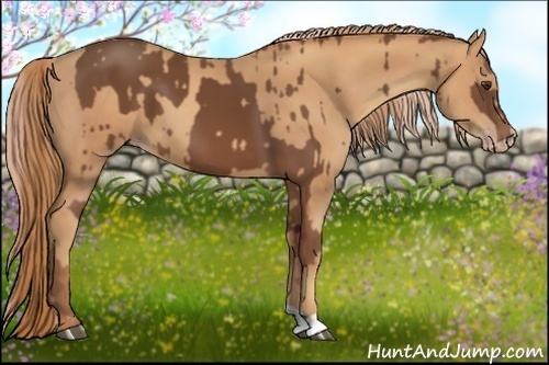 Horse Color:Chestnut and Gold Champagne