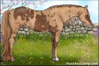 Horse Color:Chestnut and Gold Champagne