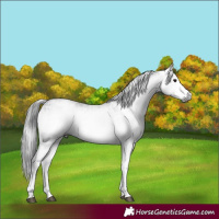 Horse Color:Gray White Spotted Black  and Gray White Spotted Black 